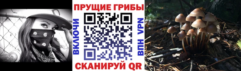Купить закладки  Мариинский Посад  Галлюциногенные грибы MAGIC MUSHROOMS 